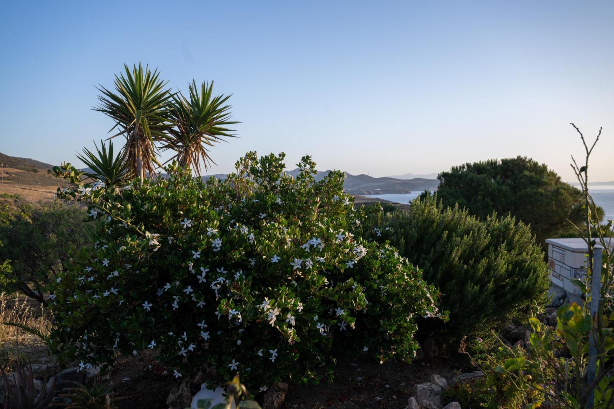 'Sophie'S Villa' Akrotiri  Exterior photo