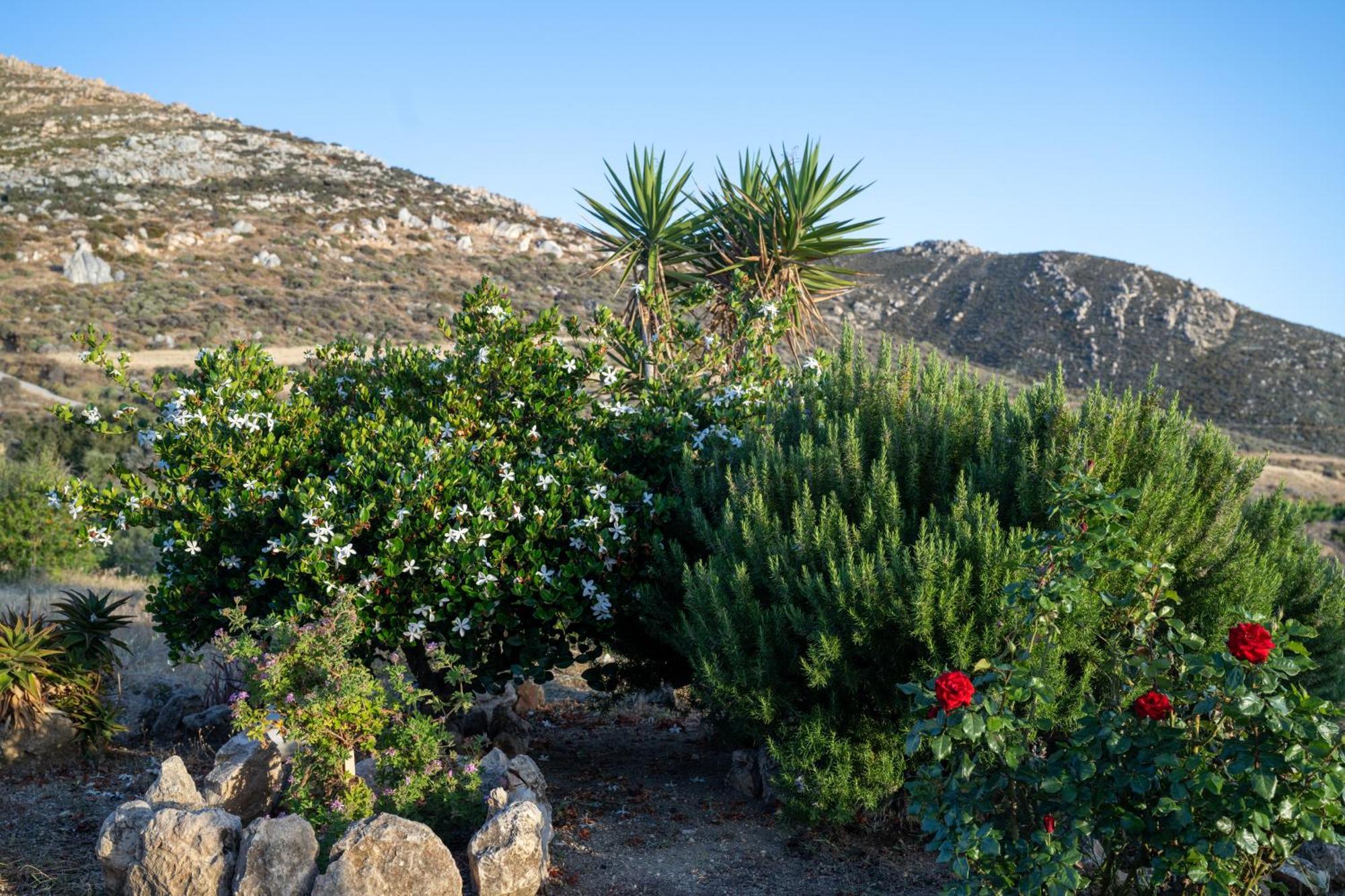 'Sophie'S Villa' Akrotiri  Exterior photo